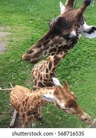 Giraffe And Calf