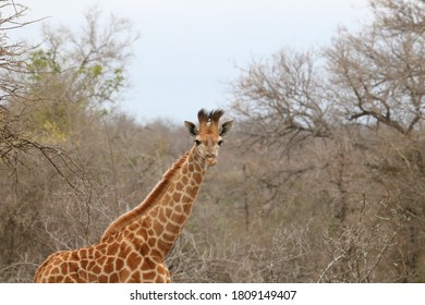 Giraffe Calf In Hoedspruit Wildlife Estate