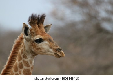 Giraffe Calf In Hoedspruit Wildlife Estate