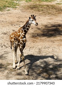 Giraffe Calf Walking At Zoo