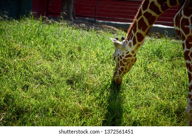 Giraffe Camelopard Day
