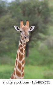 Giraffe (Giraffe camelopardalis), Kgalagadi Transfrontier Park, Kalahari desert,South Africa.