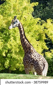Giraffe (camelopardalis) with trees in the background