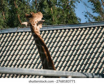 A giraffe with its characteristic patterned neck and head reaches upwards behind a tiled roof in an outdoor zoo enclosure. Lush green foliage provides a natural backdrop under clear blue sky.