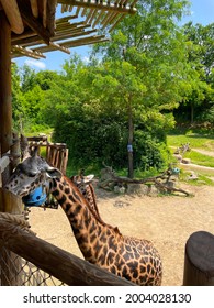 Giraffe At The Cincinnati Zoo