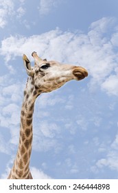 giraffe and clear sky