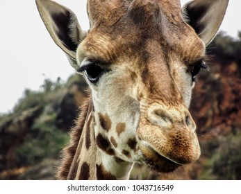 giraffe close up