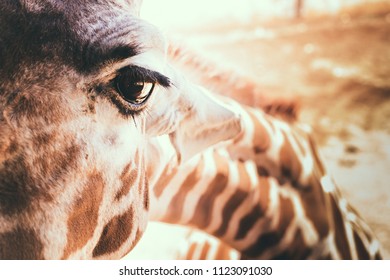 giraffe close up