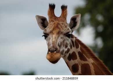 Giraffe Close Up