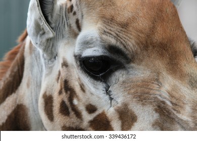 Giraffe Close Up