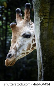 Giraffe Close Up