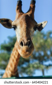Giraffe close up