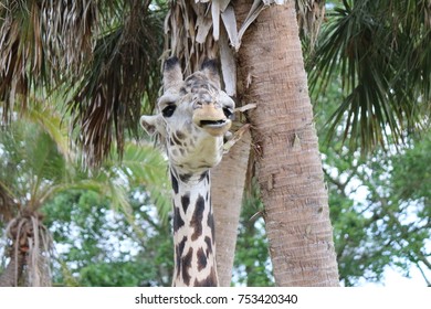 Giraffe up close by tree