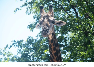 Giraffe Close Up with Tree Background