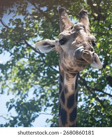 Giraffe Close Up with Tree Background