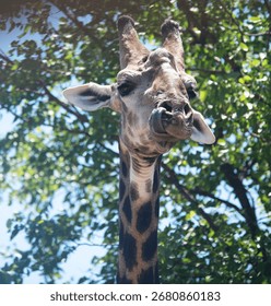 Giraffe Close Up with Tree Background
