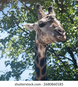 Giraffe Close Up with Tree Background