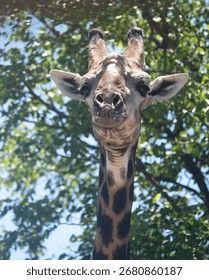 Giraffe Close Up with Tree Background