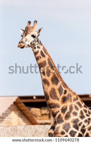 Similar – Image, Stock Photo Close up front portrait of one giraffe over red brick wall