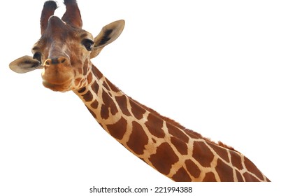 Giraffe closeup portrait isolated on white background