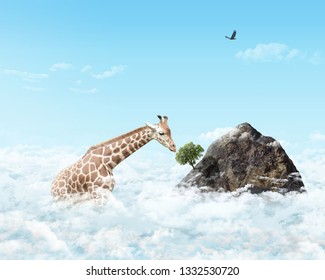 giraffe cloud and sky