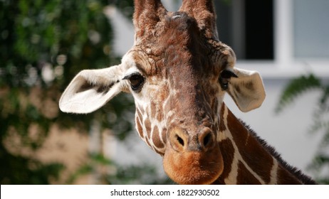 Giraffe In Cologne Zoo Looking Into Camera