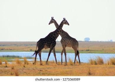 Giraffe Couple ,entwined Necks.