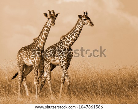 Giraffe Couple Walking