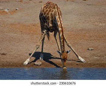 Giraffe Drinking