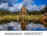 Giraffe drinking front view in waterhole in Kruger National park, South Africa ; Specie Giraffa camelopardalis family of Giraffidae