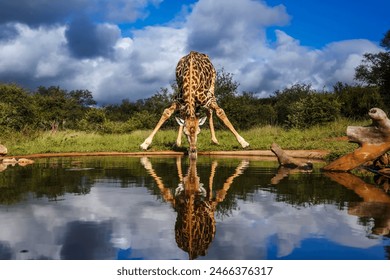 Giraffe drinking front view in waterhole in Kruger National park, South Africa ; Specie Giraffa camelopardalis family of Giraffidae - Powered by Shutterstock