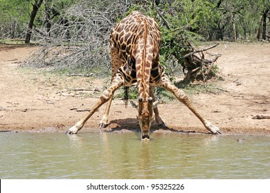 Giraffe Drinking Water