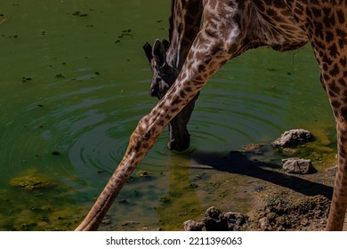 Giraffe Drinking Water Close Up