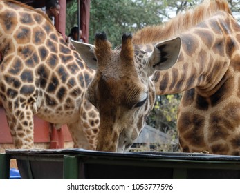 Giraffe Drinking Water In Nairobi, Kenya