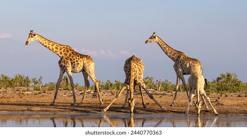 Giraffe drinking at a waterhole in Botswana - Powered by Shutterstock