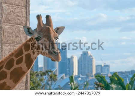 Giraffe drom zoo with sydney town background