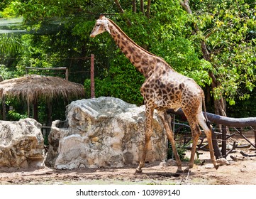 Giraffe In The Dusit Zoo, Thailand.