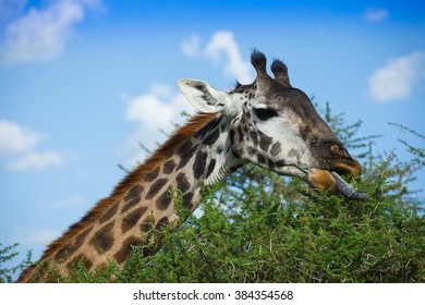 Giraffe eating acacia leafs