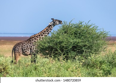 Giraffe Eating Acacia Leaves In The Savannah, With A Beautiful Panorama Of Tanzania In Background, At The Manyara Lake
