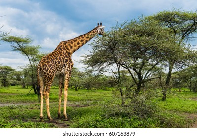 giraffe eating Acacia tree leaves in the Serengeti landscape

