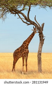 Giraffe eating from an acacia tree in Masai Mara, Kenya during the dry season