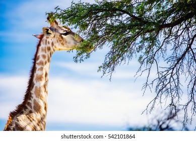 Giraffe eating camel thorn leaves, Kgalagadi Transfrontier Park, South Africa