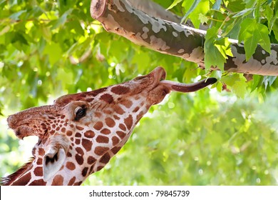 Giraffe eating green leaves on the tree in Kiev zoo, Ukraine