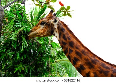 Giraffe eating isolated on white background