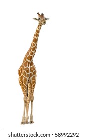 Giraffe Eating Leaf