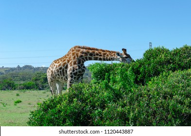 Giraffe eating leaves, Giraffe standing next to bush and eating, Game park, South Africa