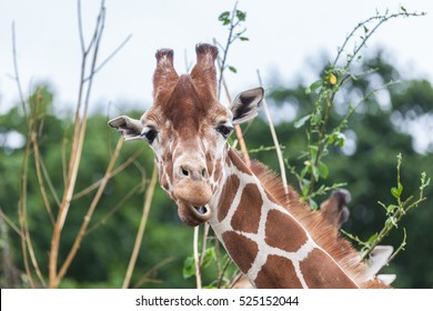 Giraffe eating a leaves from tree