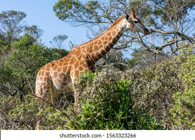 A Giraffe eating leaves from a tree. The photo was taken during a game drive on a sunny afternoon.
