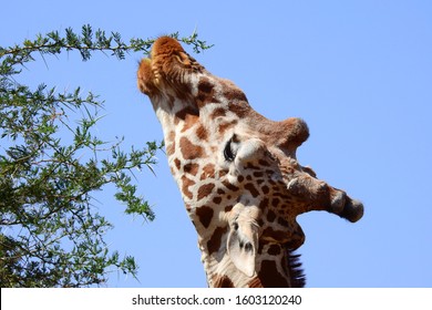 giraffe eating, samburu national park, kenya