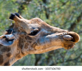 Giraffe Eating Sausage Sausage Tree Stock Photo 1037106700 | Shutterstock